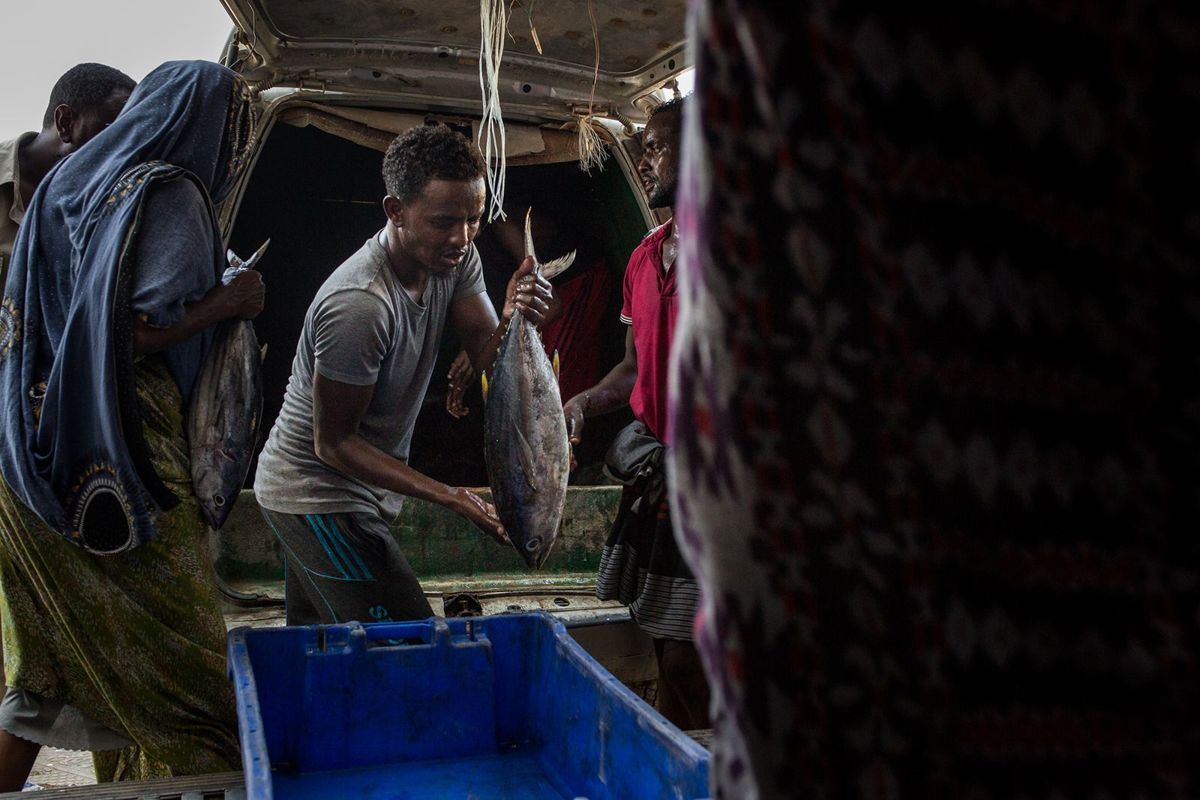 Fishery work in Berbera