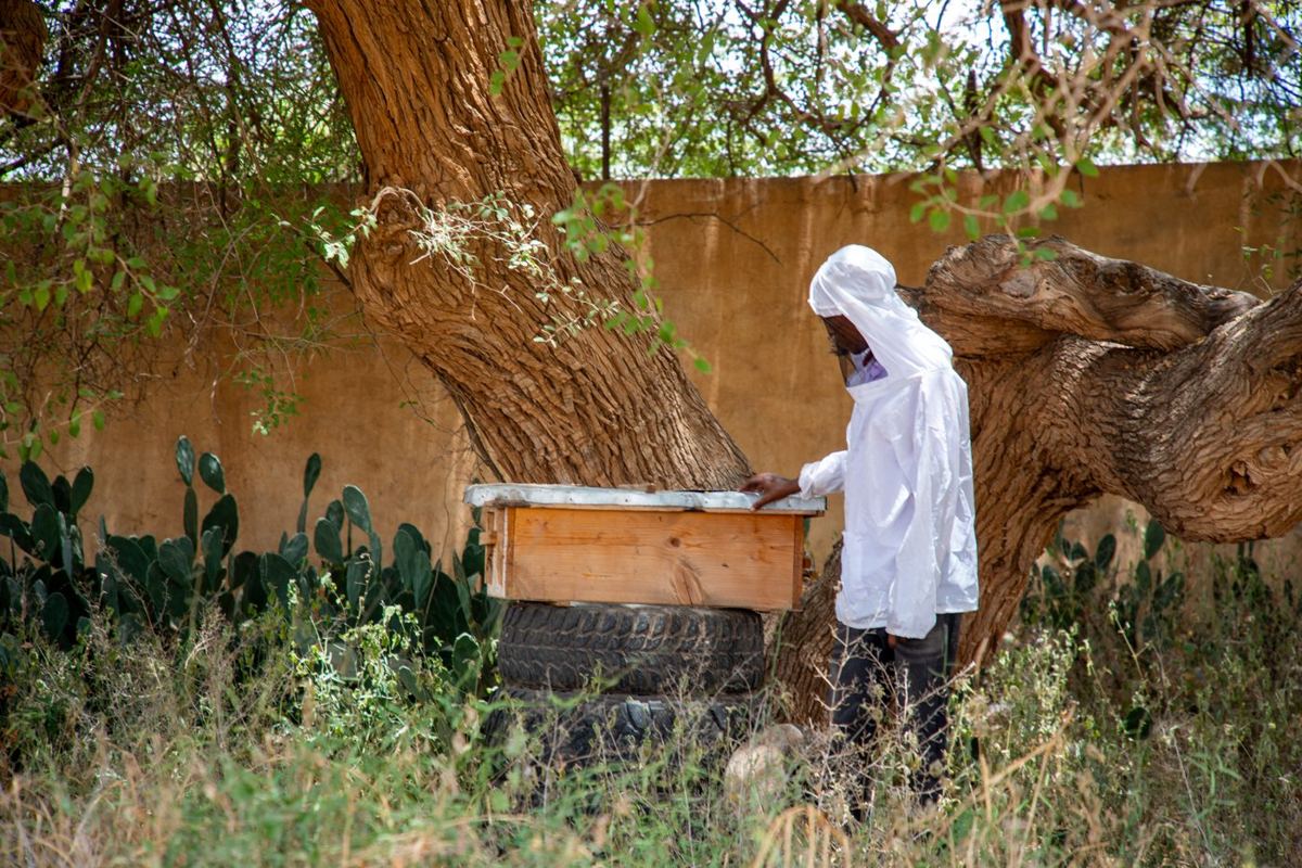 Cabdisalaan Abokor Cige at his beehives