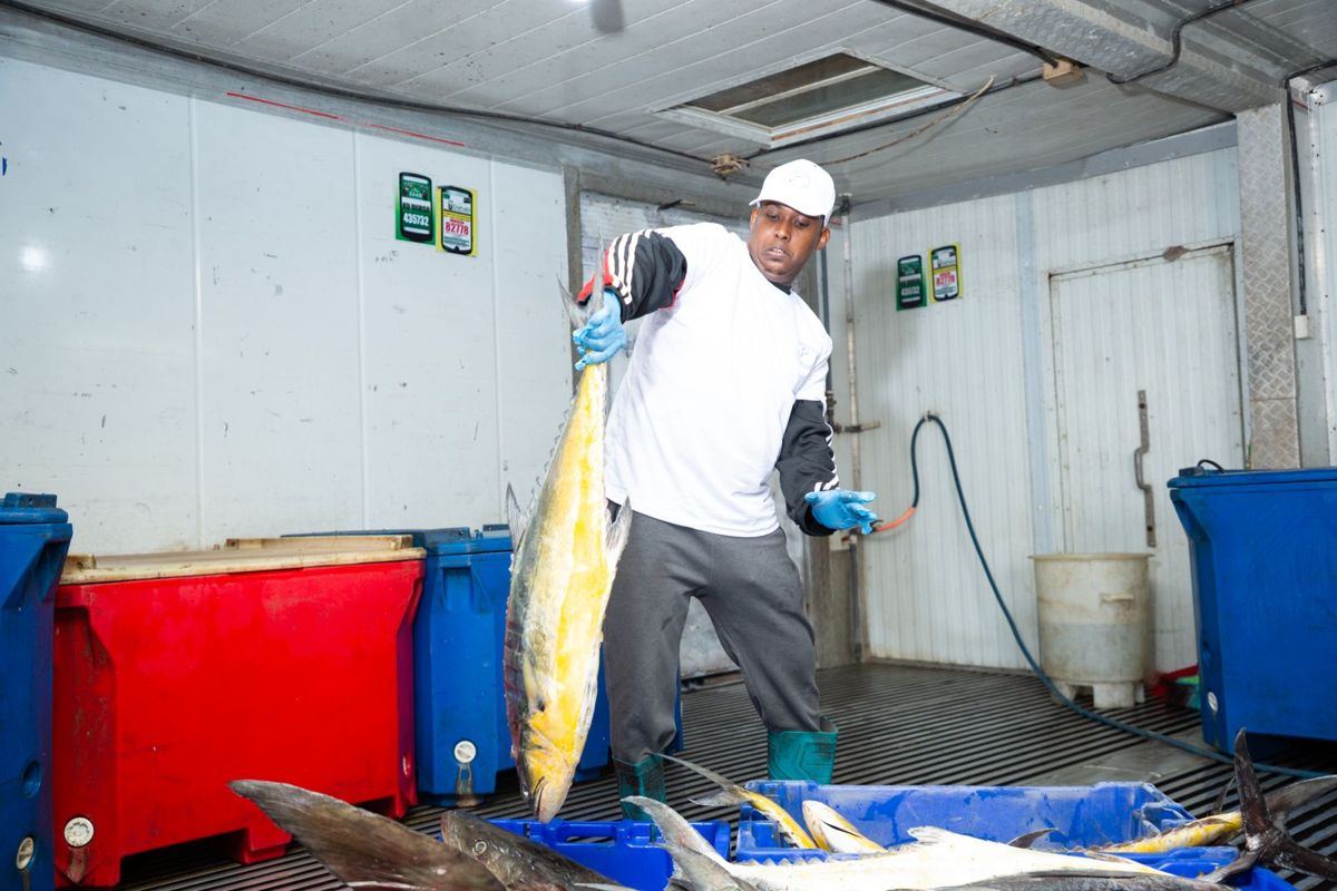 A worker with fresh fish in the cold room