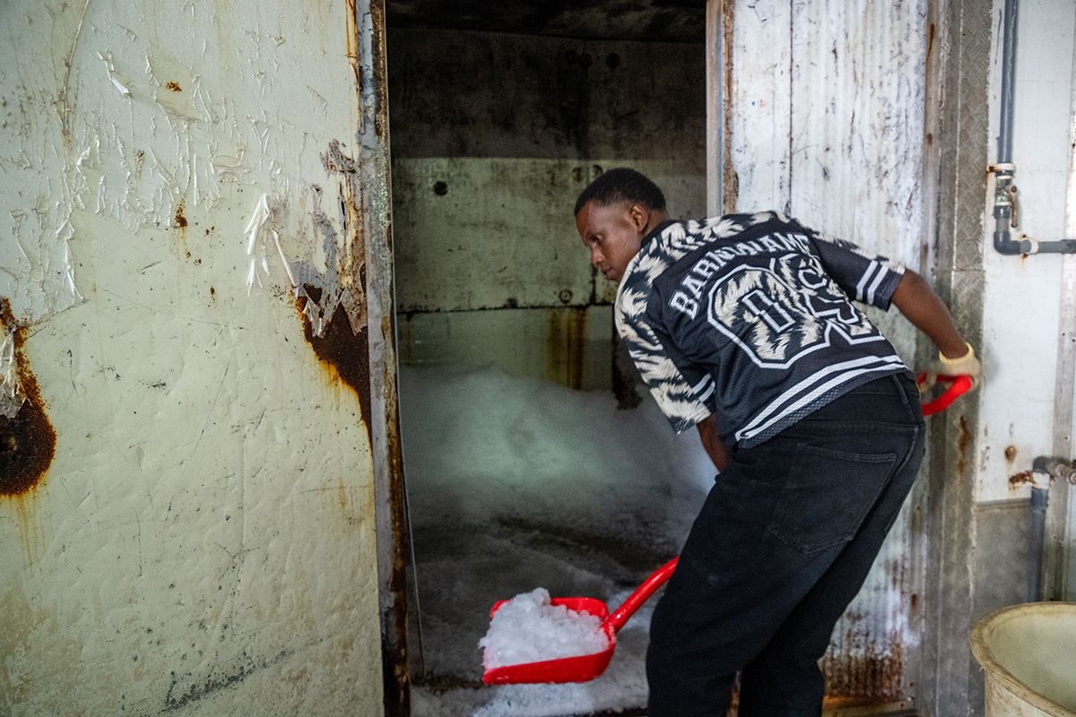 A young worker in a fish cold room
