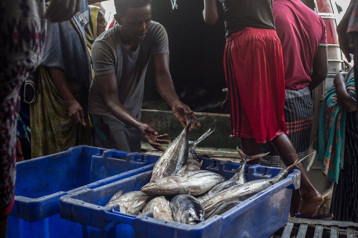 Fresh fish in crates