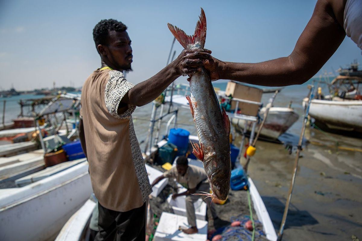 A fisher handing over his catch in Berbera